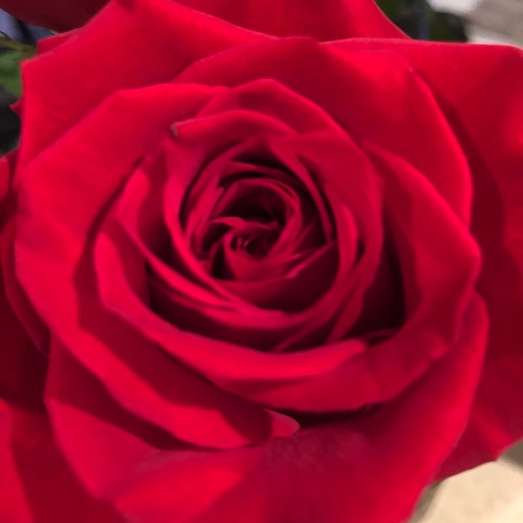 Meet your Posher, Diane - Picture 2 of 2